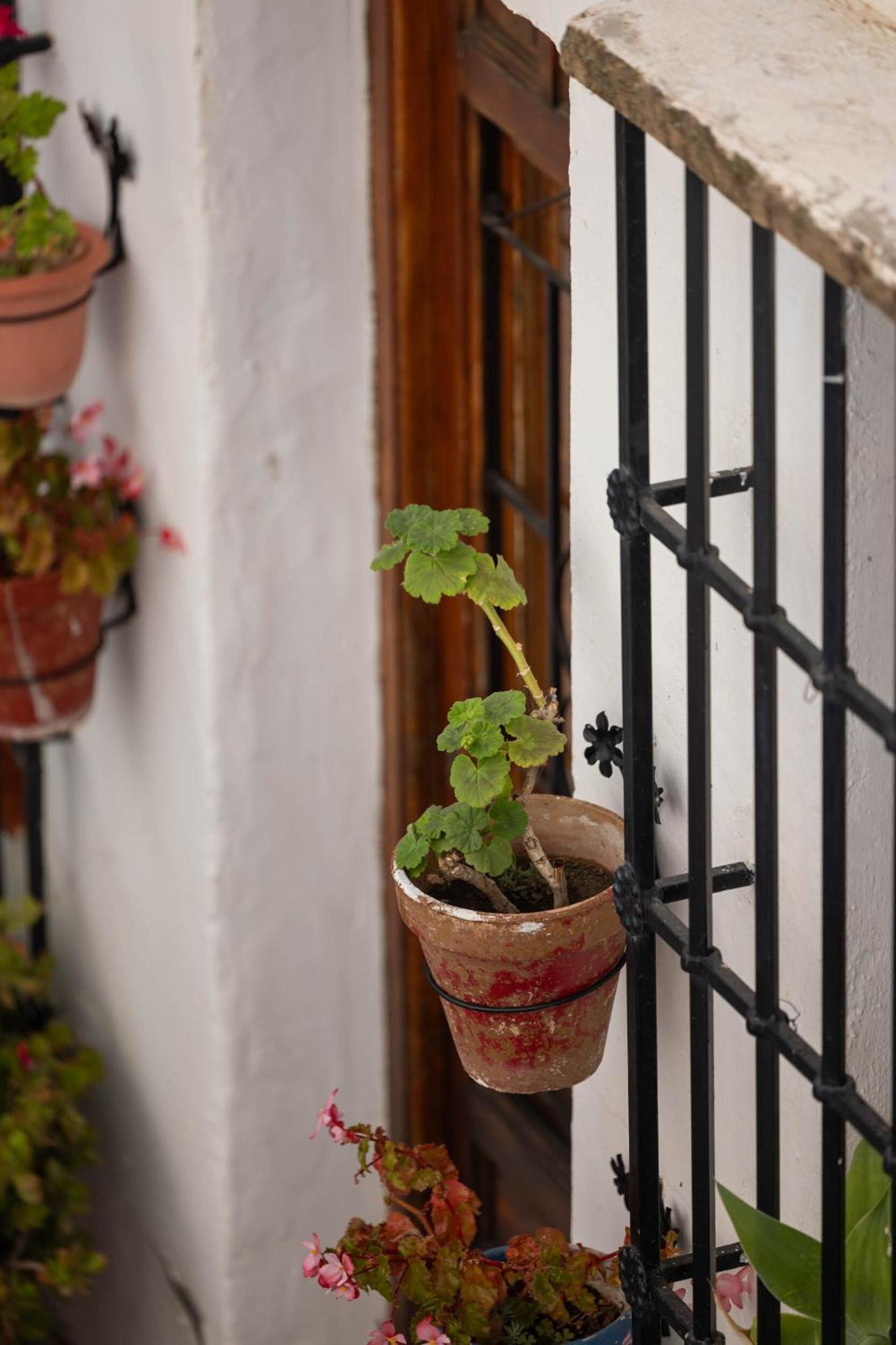 Olive & Ivy Guesthouse Canillas de Aceituno Dış mekan fotoğraf